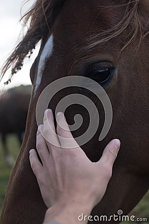 Horses and humans. portrait of horse. man touches a horse head. Touch of the friendship between man and horse in the stable. Stock Photo