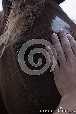 Horses and humans. portrait of horse. man touches a horse head. Touch of the friendship between man and horse in the stable. Stock Photo