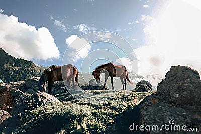 Horses Stock Photo