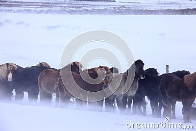 Horses in Iceland, cold snow and wind Stock Photo