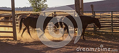 Horses Leaving the Corral Stock Photo