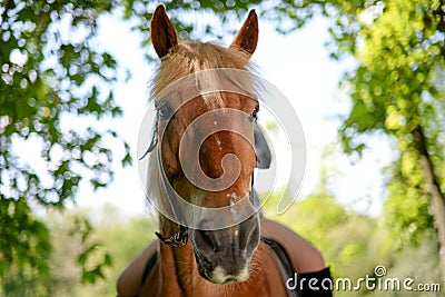 Horses looking into focus Stock Photo