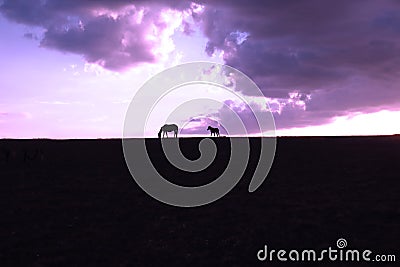 Horses silhouette on the top of a hill Stock Photo