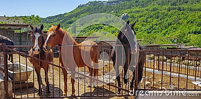 Horses in a meadow, Editorial Stock Photo