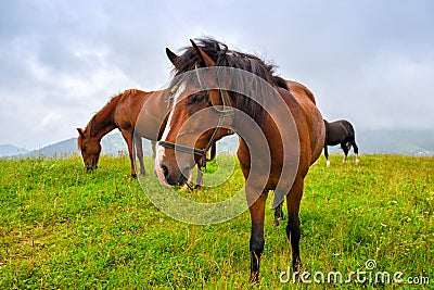 Horses on the meadow in the mountains. Foggy morning pasture Stock Photo