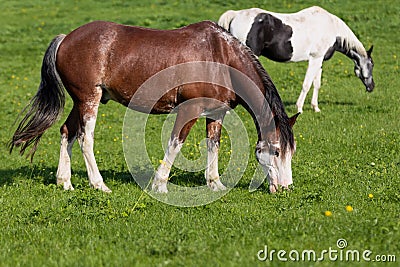 2 horses in a meadow Stock Photo