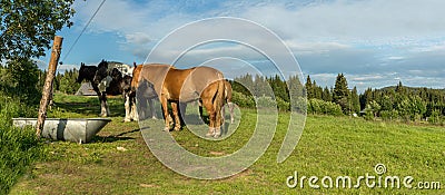 Horses in a meadow in the Sumava, South Bohemia, Czech Republic Stock Photo