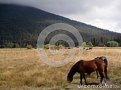 Horses And Mist Stock Photo