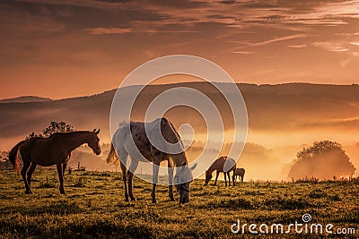 Horses in the mist while browsing Stock Photo