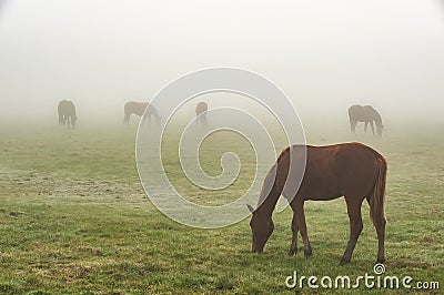 Horses in the mist Stock Photo