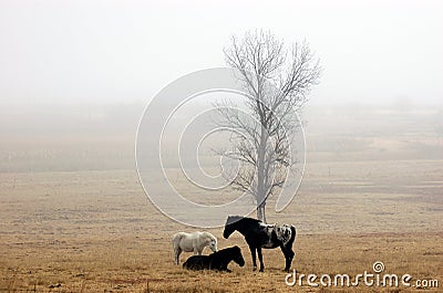 Horses in a misty field Stock Photo