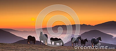Horses on misty pasture at sunrise Stock Photo