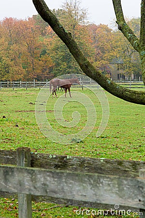 Horses on Monmouth County Farm Editorial Stock Photo