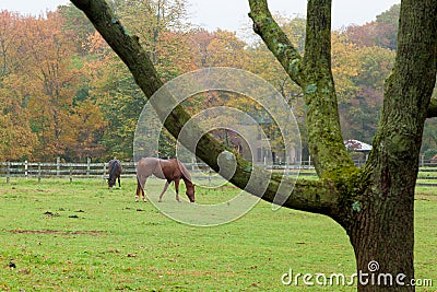 Horses on Monmouth County Farm Editorial Stock Photo