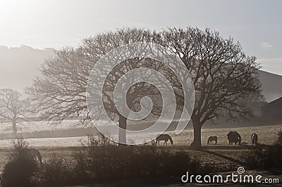 Horses in morning mist Stock Photo