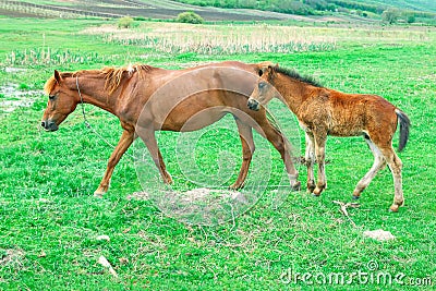 Horses mother and child Stock Photo