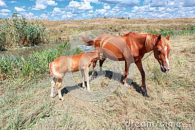 Horses mother and foal Stock Photo