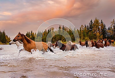 Horses in Motion Galloping Across a River in Alberta During Autumn Stock Photo