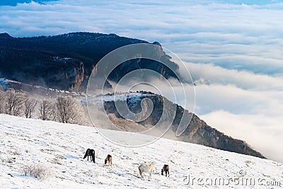 Horses in the mountains are looking for food under the snow. Stock Photo