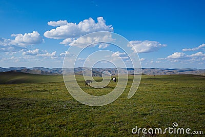 horses in the natural pasture in Inner Mongolian Stock Photo