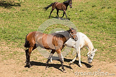 White and brown horses in nature Stock Photo