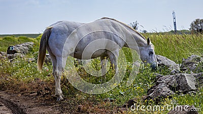 Horses in nature - golan trail Stock Photo