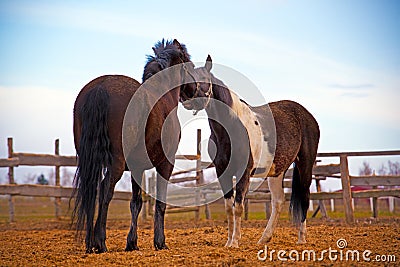 Horses nature village summer time Stock Photo