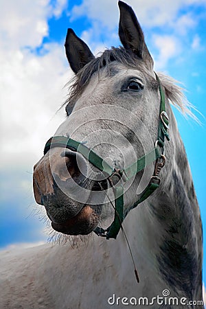 Horses nature village summer time Stock Photo