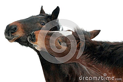 Horses nuzzling Stock Photo