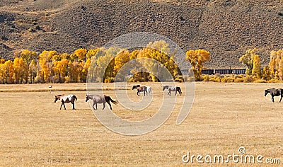 Horses in Pasture Stock Photo