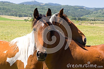 Horses on pasture Stock Photo