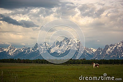 Horses in Pasture in Front of Grand Teton Mountains at Sunrise Stock Photo