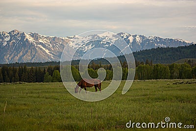 Horses in Pasture in Front of Grand Teton Mountains at Sunrise Stock Photo