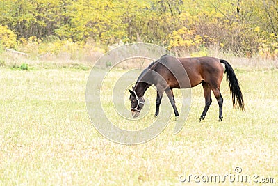 Breeding Horses grazing grass in a field Stock Photo