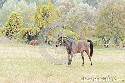 Breeding Horses grazing grass in a field Stock Photo