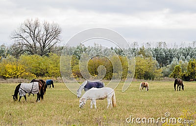 Breeding Horses grazing grass in a field Stock Photo