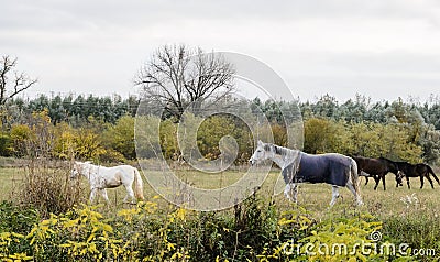 Breeding Horses grazing grass in a field Stock Photo