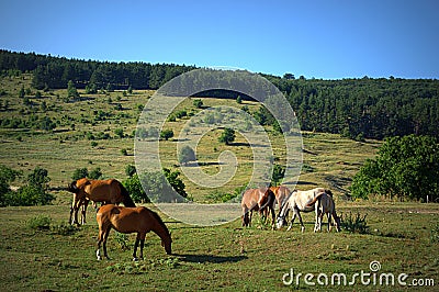 Horses pasture Stock Photo
