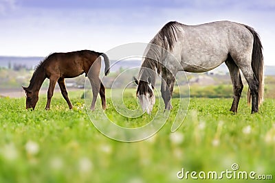 Horses on pasture Stock Photo