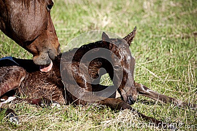 Horses in pasture Stock Photo