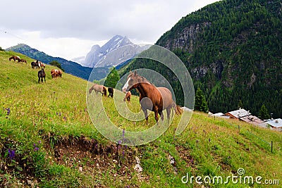 Horses pasture in the mountains Stock Photo