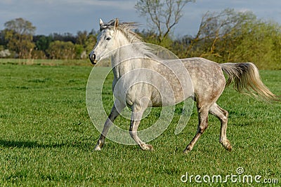 Horses in a pasture in spring Stock Photo