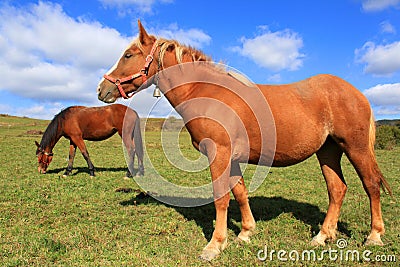 Horses at pasture Stock Photo