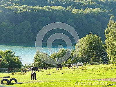 Horses on the pasture in Wiezyca. Northern Poland Stock Photo