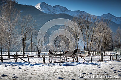Horses pasturing in paddock at highland farm at snowy day Stock Photo