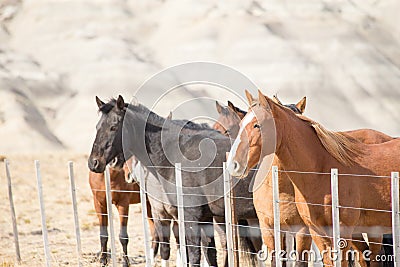 Horses on a Patagonian ranch, National Park of Los Glaciares, Argentina Stock Photo