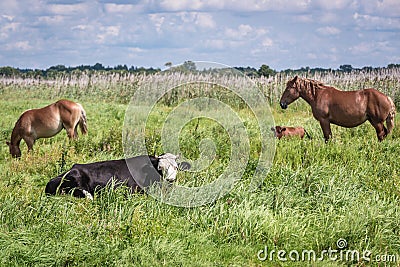 Horses in Poland Stock Photo