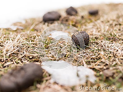 Horses poop in the snow Stock Photo