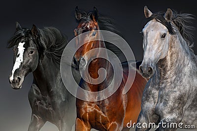 Horses portrait in motion Stock Photo