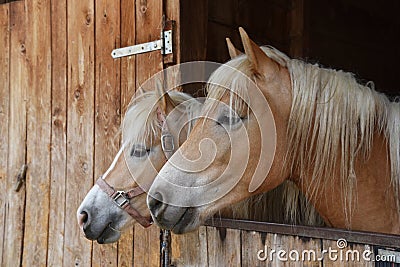 Horses Stock Photo